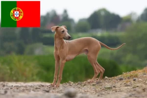 Read more about the article Criadores de sinos de vento italianos e cachorros em Portugal