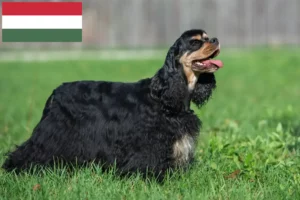 Read more about the article Criadores de Cocker Spaniel americano e cachorros na Hungria