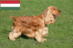 Read more about the article Criadores de Cocker Spaniel inglês e cachorros na Hungria