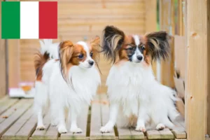 Read more about the article Criador de Spaniel Anão Continental e cachorros em Itália