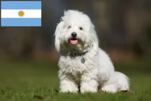 Read more about the article Criadores de Coton de Tuléar e cachorros na Argentina