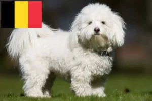 Read more about the article Criadores de Coton de Tuléar e cachorros na Bélgica