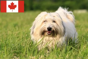 Read more about the article Criadores de Coton de Tuléar e cachorros no Canadá