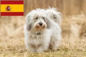 Read more about the article Criadores de Coton de Tuléar e cachorros em Espanha