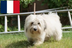 Read more about the article Criadores de Coton de Tuléar e cachorros em França