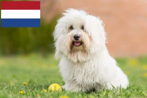 Read more about the article Criadores e cachorros de Coton de Tuléar nos Países Baixos