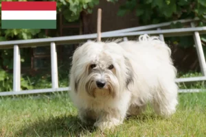 Read more about the article Criadores de Coton de Tuléar e cachorros na Hungria