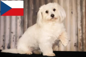 Read more about the article Criadores de Coton de Tuléar e cachorros na República Checa