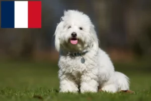 Read more about the article Criadores de Coton de Tuléar e cachorros na Reunião