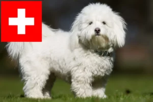 Read more about the article Criadores de Coton de Tuléar e cachorros na Suíça