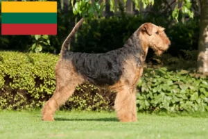 Read more about the article Criadores de Airedale Terrier e cachorros na Lituânia