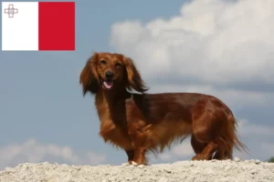 Read more about the article Criadores de Teckel e cachorros em Malta