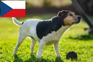 Read more about the article Criadores de cães de quinta dinamarqueses-suecos e cachorros na República Checa