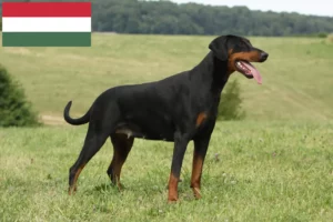 Read more about the article Criadores de Doberman e cachorros na Hungria