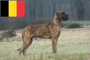 Read more about the article Criadores de Dogue Alemão e cachorros na Bélgica