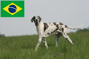 Read more about the article Criadores de Dogue Alemão e filhotes no Brasil