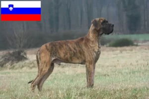 Read more about the article Criadores de Dogue Alemão e cachorros na Eslovénia