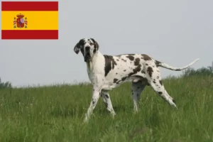 Read more about the article Criadores de Dogue Alemão e cachorros em Espanha