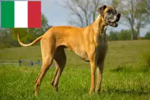 Read more about the article Criadores de Dogue Alemão e cachorros em Itália