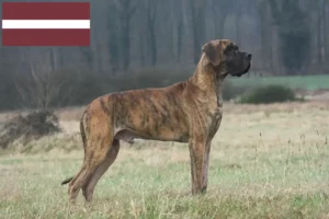 Read more about the article Criadores de Dogue Alemão e cachorros na Letónia