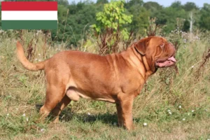 Read more about the article Criadores de Dogue de Bordeaux e cachorros na Hungria