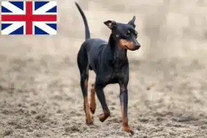 Read more about the article Criadores de Toy Terrier inglês e cachorros na Grã-Bretanha