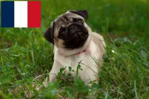 Read more about the article Criadores de pug e cachorros em França