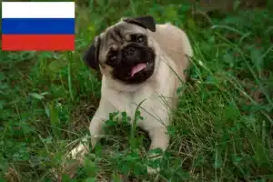 Read more about the article Criadores de pug e cachorros na Rússia