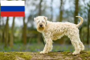 Read more about the article Criadores e cachorros de Irish Soft Coated Wheaten Terrier na Rússia