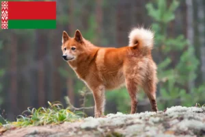 Read more about the article Criadores de Finnspitz e cachorros na Bielorrússia