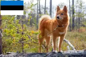 Read more about the article Criadores de Finnspitz e cachorros na Estónia