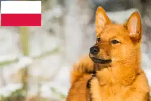 Read more about the article Criadores de Finnspitz e cachorros na Polónia