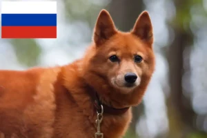 Read more about the article Criadores de Finnspitz e cachorros na Rússia