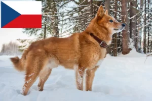 Read more about the article Criadores de Finnspitz e cachorros na República Checa