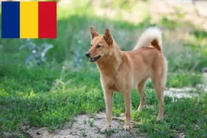 Read more about the article Criadores de Finnspitz e cachorros na Roménia