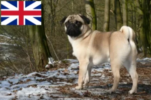 Read more about the article Criadores de pug e cachorros na Grã-Bretanha