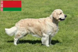 Read more about the article Criadores de Golden Retriever e cachorros na Bielorrússia