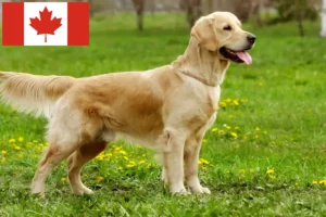 Read more about the article Criadores de Golden Retriever e cachorros no Canadá