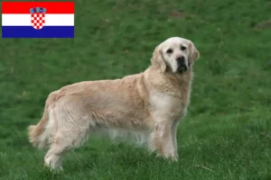 Read more about the article Criadores de Golden Retriever e cachorros na Croácia