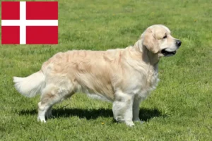 Read more about the article Criadores de Golden Retriever e cachorros na Dinamarca