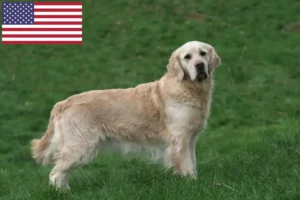 Read more about the article Criadores de Golden Retriever e cachorros nos EUA