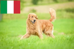 Read more about the article Criadores de Golden Retriever e cachorros em Itália