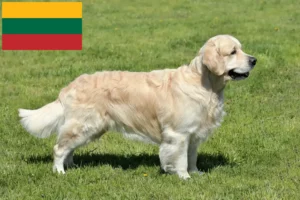 Read more about the article Criadores de Golden Retriever e cachorros na Lituânia