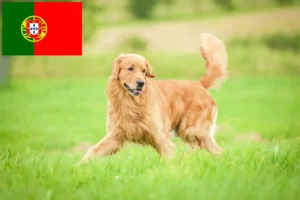 Read more about the article Golden Retriever criadores e cachorros em Portugal