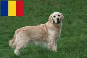 Read more about the article Golden Retriever criadores e cachorros em Roménia