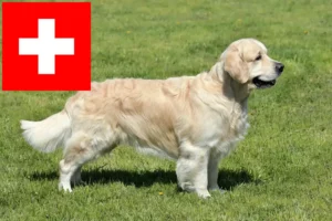 Read more about the article Criadores de Golden Retriever e cachorros na Suíça