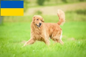 Read more about the article Criadores de Golden Retriever e cachorros na Ucrânia