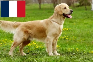 Read more about the article Criadores de Golden Retriever e cachorros na Reunião