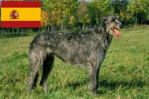 Read more about the article Criadores de Irish Wolfhound e cachorros em Espanha