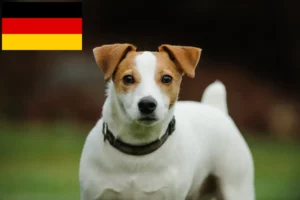 Read more about the article Criadores de Jack Russell e cachorros na Alemanha